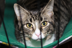 PARADISE ANIMAL RESCUE FUNDRAISER!! :D