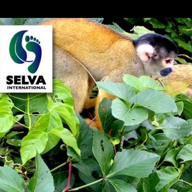 SELVA International