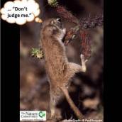 The Nature Conservancy