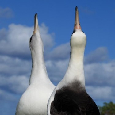 save the Albatross