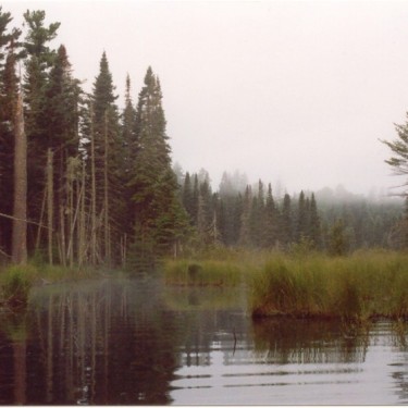 YELLOW DOG WATERSHED PRESERVE INC's Photo