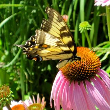 Irvine Natural Science Center, Inc.'s Photo