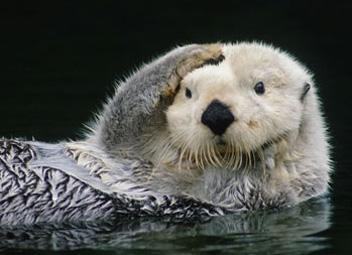 Groupon Earth Day Challenge Photo