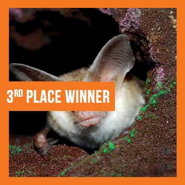 Bat World Sanctuary's Photo