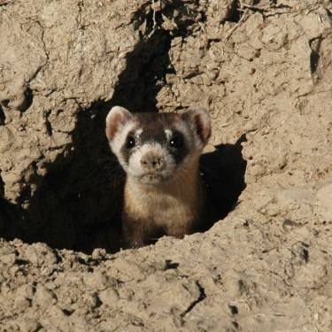 Rocky Mountain Wild's Photo