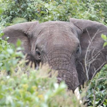 MPALA WILDLIFE FOUNDATION's Photo