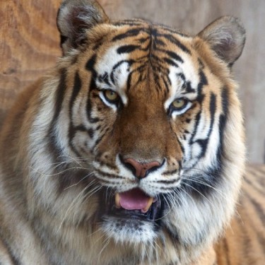 CENTRAL FLORIDA ANIMAL RESERVE INC's Photo