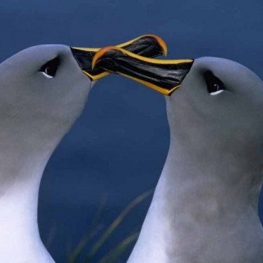 Diego Ramirez Albatross Team - Chile