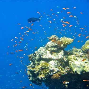 PLANT A FISH INC's Photo