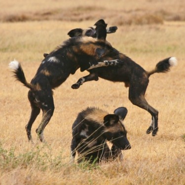 Team Organizer's Photo