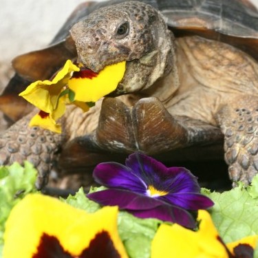 SAVE A TORTOISE -- HELP A TURTLE
