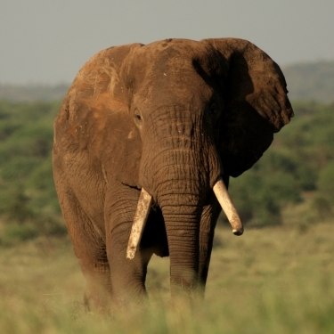 Groupon Earth Day Challenge Photo