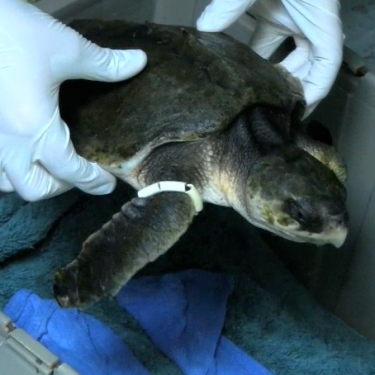 Save Sea Turtles from Oil Spill