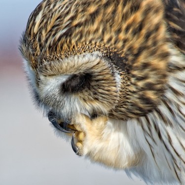 Owl Research Institute, Inc.'s Photo
