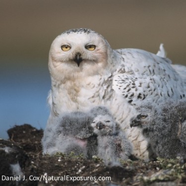 Owl Research Institute, Inc.'s Photo