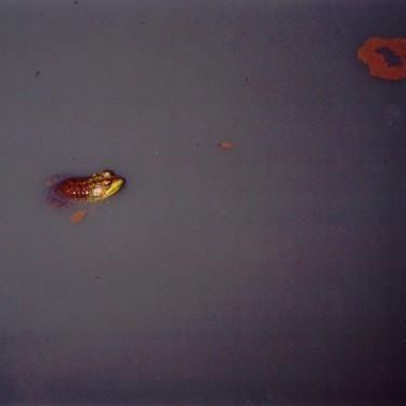 YELLOW DOG WATERSHED PRESERVE INC's Photo