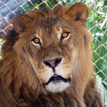 CENTRAL FLORIDA ANIMAL RESERVE INC's Photo