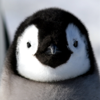 Save the Emperor Penguins on Snow Hill