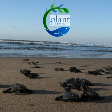 PLANT A FISH INC's Photo