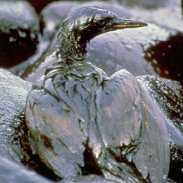 NERRA Estuaries Oil Spill Recovery