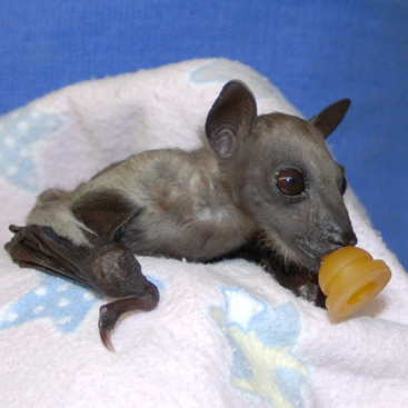 Bat World Sanctuary's Photo