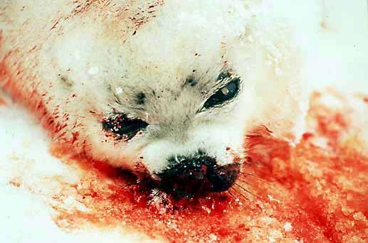 Stopping the Seal Hunt