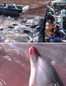 Dolphin Rescue/Protection