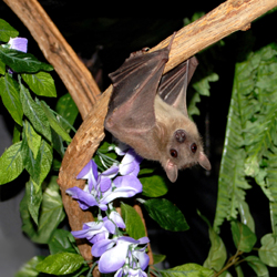 Bat World Sanctuary's Photo
