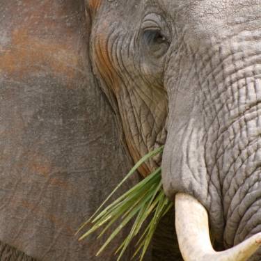 MPALA WILDLIFE FOUNDATION's Photo