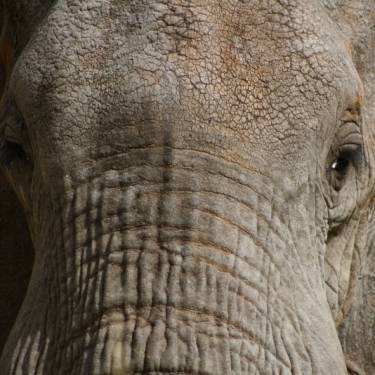 MPALA WILDLIFE FOUNDATION's Photo