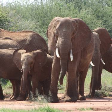 MPALA WILDLIFE FOUNDATION's Photo