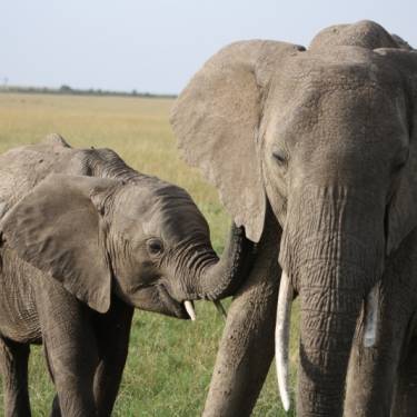 MPALA WILDLIFE FOUNDATION's Photo