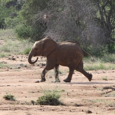 MPALA WILDLIFE FOUNDATION's Photo