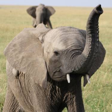 MPALA WILDLIFE FOUNDATION's Photo