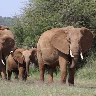 MPALA WILDLIFE FOUNDATION's Photo