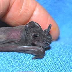 Bat World Sanctuary's Photo