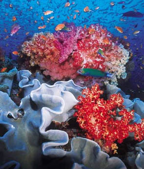 saving coral reefs!
