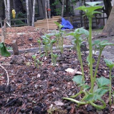 HARLEM GROWN's Photo