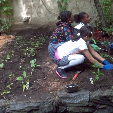 HARLEM GROWN's Photo