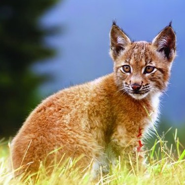 Rocky Mountain Wild's Photo