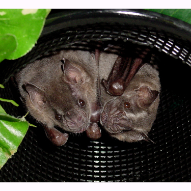 Bat World Sanctuary's Photo