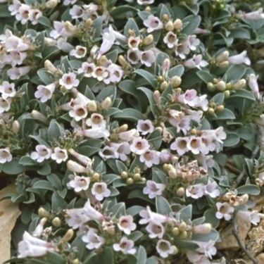 Rocky Mountain Wild's Photo