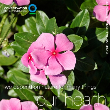 Conservation International's Photo