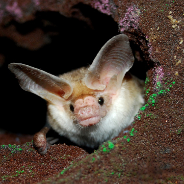 Bat World Sanctuary's Photo