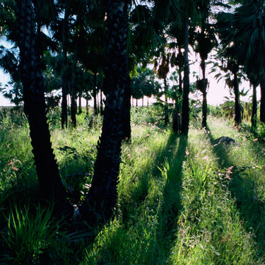 The Nature Conservancy's Photo