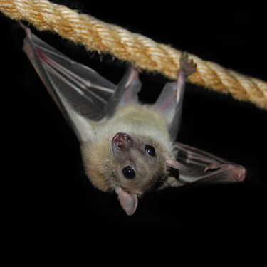 Bat World Sanctuary's Photo