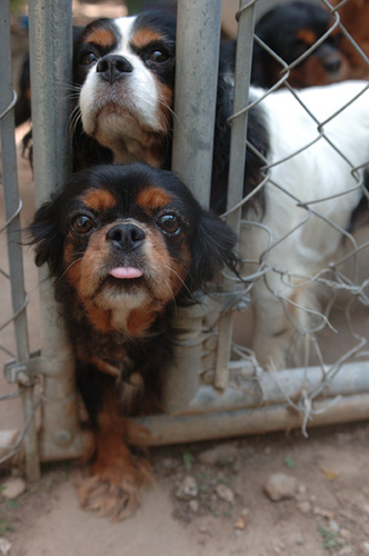 Stop Puppy Mills