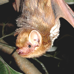 Bat World Sanctuary's Photo