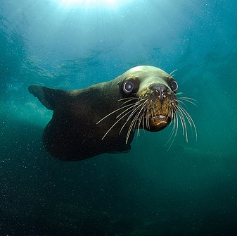 Groupon Earth Day Challenge Photo