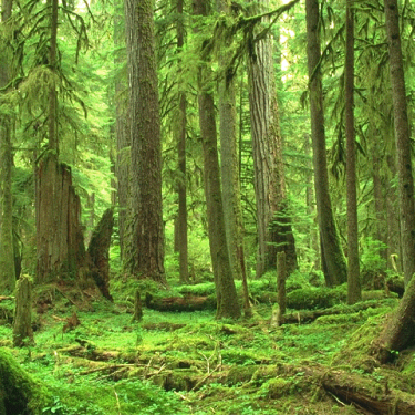 North American Forest  Project